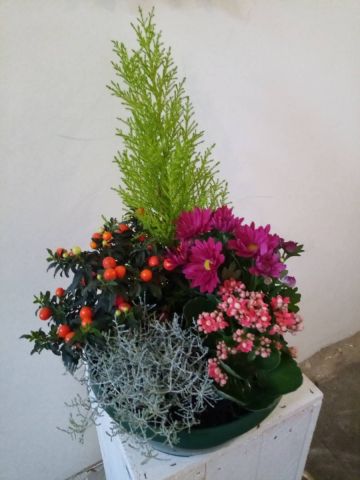 Coupe de Plantes Diam.26